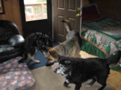 Canine First Aid Image
